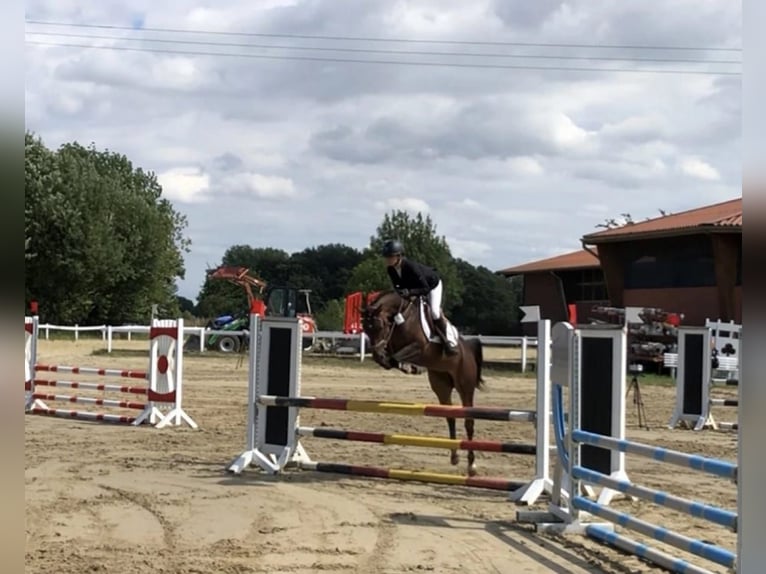 Deutsches Reitpferd Stute 8 Jahre 160 cm Brauner in Hespe Levesen