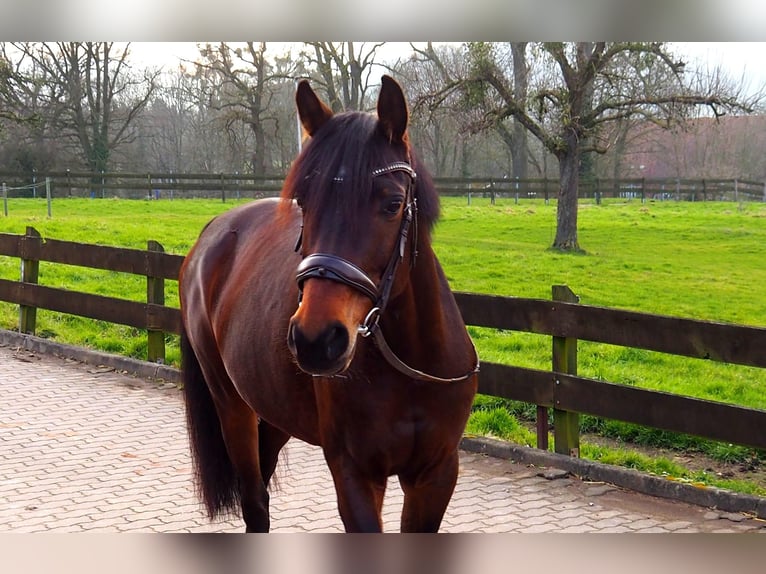 Deutsches Reitpferd Stute 8 Jahre 160 cm Brauner in Hespe Levesen