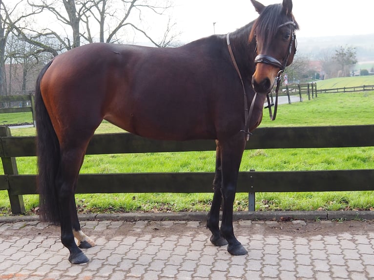 Deutsches Reitpferd Stute 8 Jahre 160 cm Brauner in Hespe Levesen