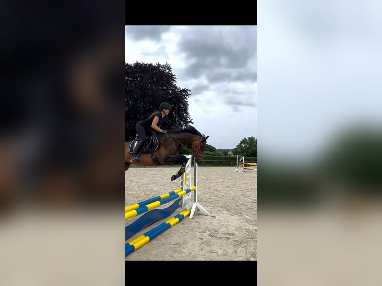 Deutsches Reitpferd Stute 8 Jahre 160 cm Brauner in Hespe Levesen