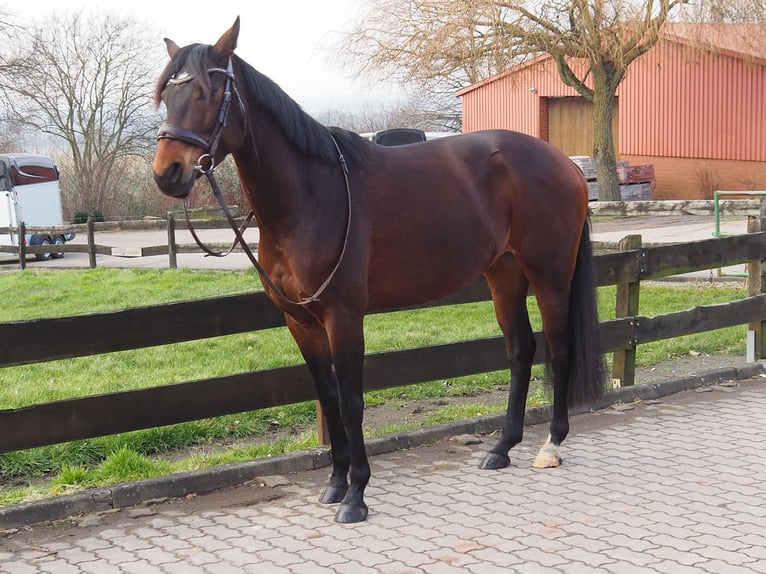 Deutsches Reitpferd Stute 8 Jahre 160 cm Brauner in Hespe Levesen
