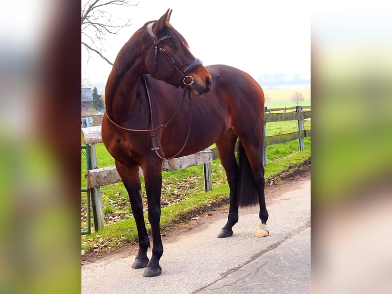 Deutsches Reitpferd Stute 8 Jahre 160 cm Brauner in Hespe Levesen