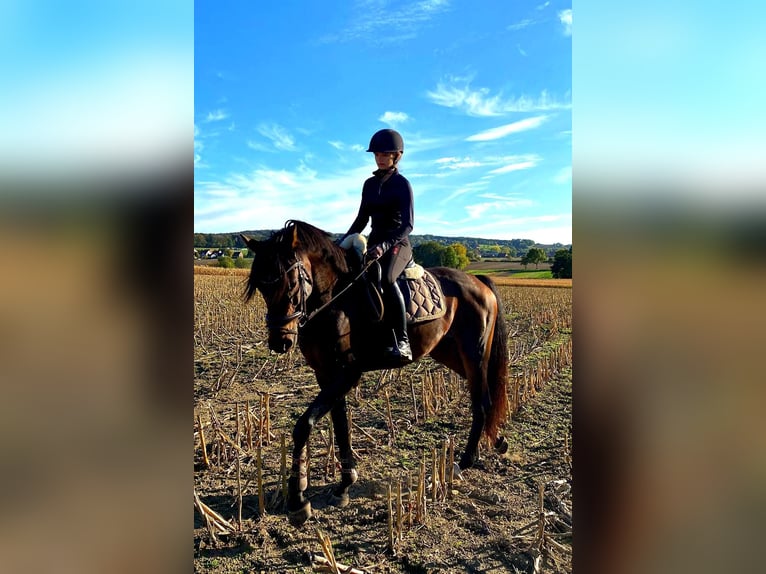 Deutsches Reitpferd Stute 8 Jahre 160 cm Brauner in Hespe Levesen