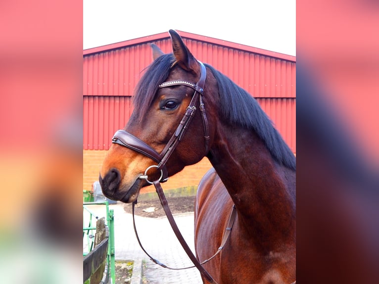 Deutsches Reitpferd Stute 8 Jahre 160 cm Brauner in Hespe Levesen