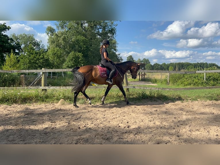 Deutsches Reitpferd Stute 8 Jahre 160 cm Brauner in Hespe Levesen