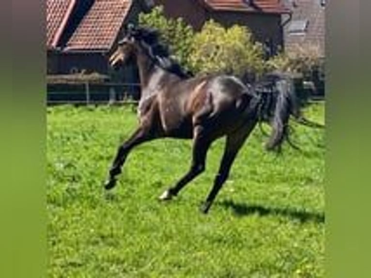 Deutsches Reitpferd Stute 8 Jahre 160 cm Brauner in Hespe Levesen