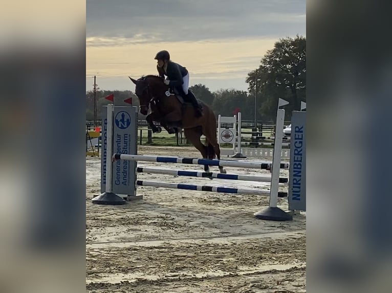 Deutsches Reitpferd Stute 8 Jahre 160 cm Brauner in Bottrop