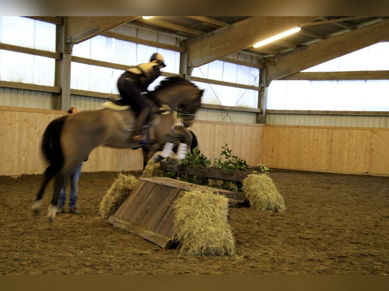 Deutsches Reitpferd Stute 8 Jahre 160 cm Brauner in Bottrop