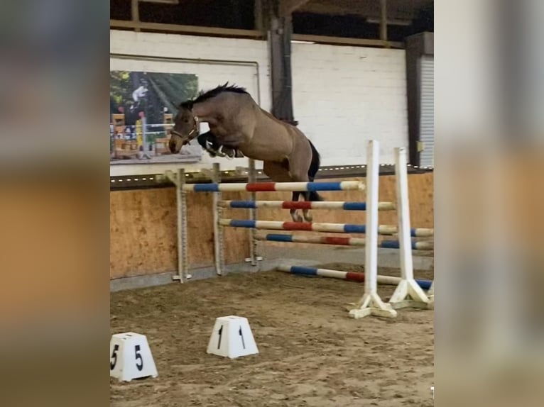 Deutsches Reitpferd Stute 8 Jahre 160 cm Brauner in Bottrop