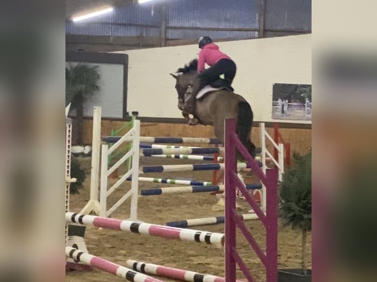 Deutsches Reitpferd Stute 8 Jahre 160 cm Brauner in Bottrop