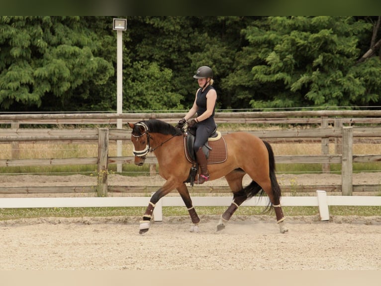 Deutsches Reitpferd Stute 8 Jahre 160 cm Brauner in Bottrop