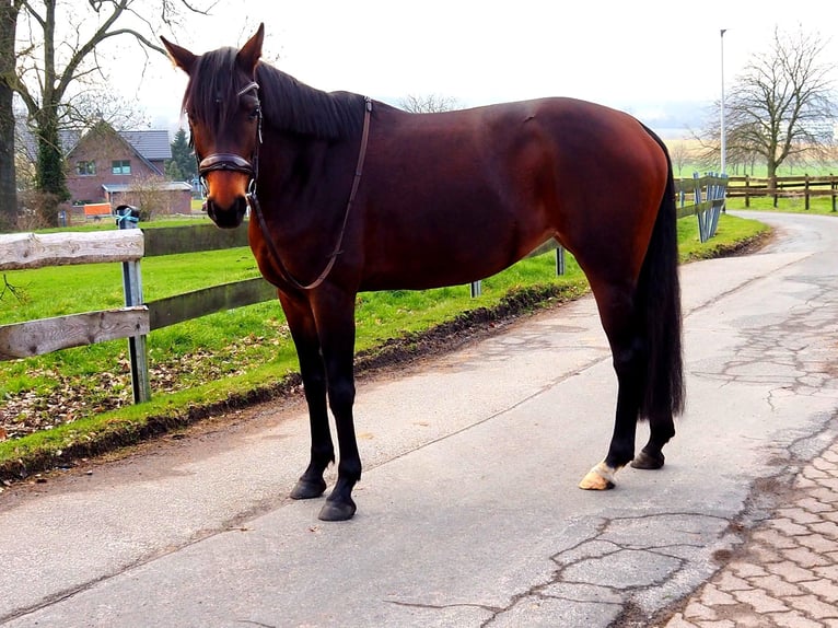 Deutsches Reitpferd Stute 8 Jahre 160 cm in Hespe