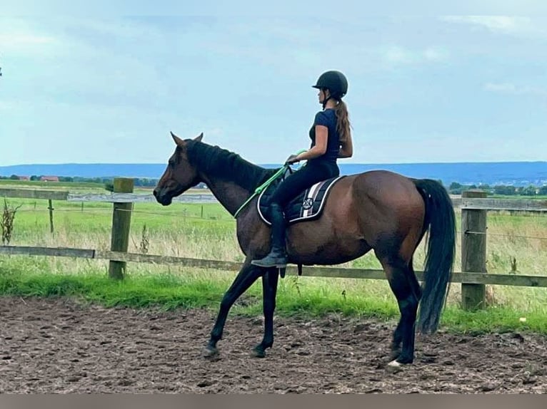 Deutsches Reitpferd Stute 8 Jahre 160 cm in Hespe
