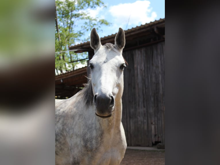 Deutsches Reitpferd Stute 8 Jahre 160 cm Schimmel in Oberscheinfeld