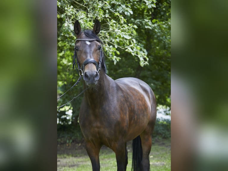 Deutsches Reitpferd Stute 8 Jahre 161 cm Dunkelbrauner in Geestland