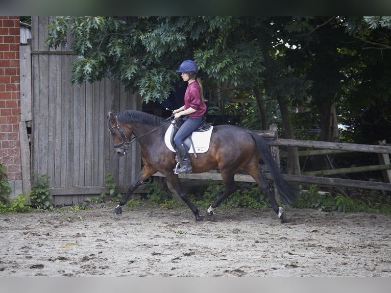 Deutsches Reitpferd Stute 8 Jahre 161 cm Dunkelbrauner in Geestland