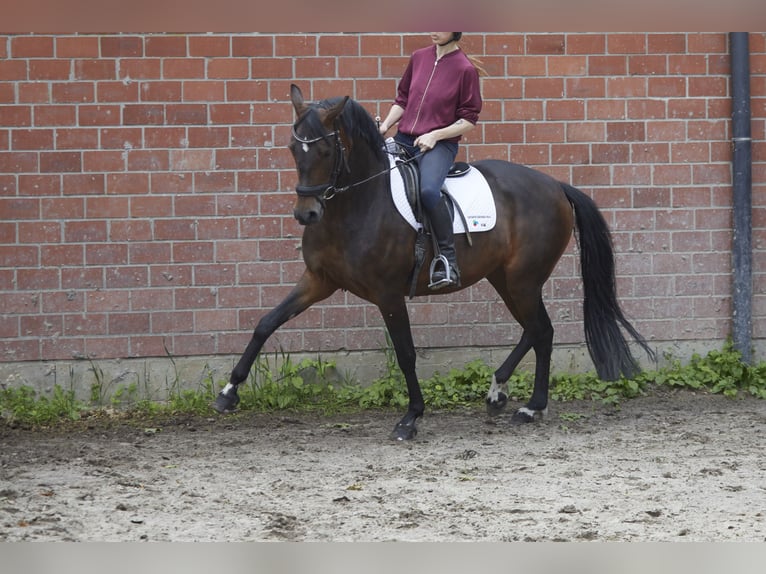 Deutsches Reitpferd Stute 8 Jahre 161 cm Dunkelbrauner in Geestland