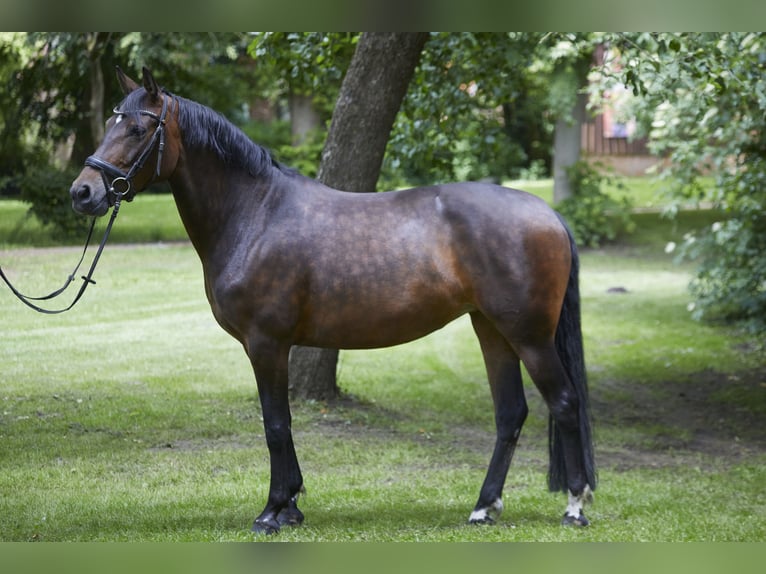 Deutsches Reitpferd Stute 8 Jahre 161 cm Dunkelbrauner in Geestland