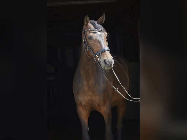 Deutsches Reitpferd Stute 8 Jahre 161 cm Dunkelbrauner in Geestland