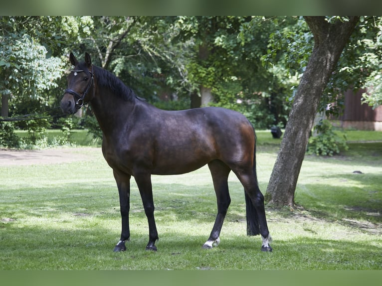 Deutsches Reitpferd Stute 8 Jahre 161 cm Dunkelbrauner in Geestland