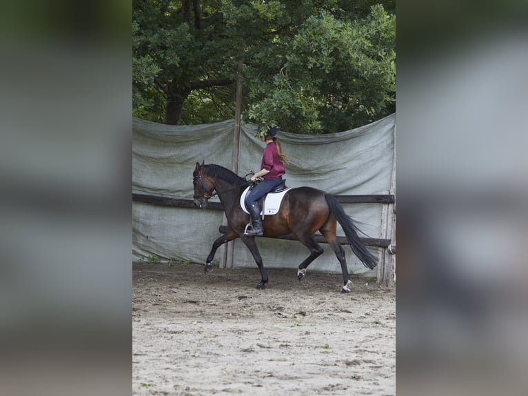 Deutsches Reitpferd Stute 8 Jahre 161 cm Dunkelbrauner in Geestland