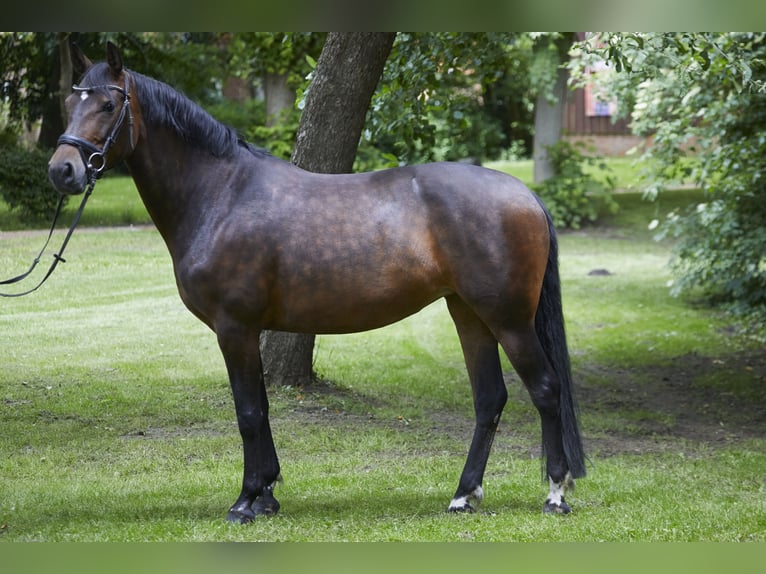 Deutsches Reitpferd Stute 8 Jahre 161 cm Dunkelbrauner in Geestland