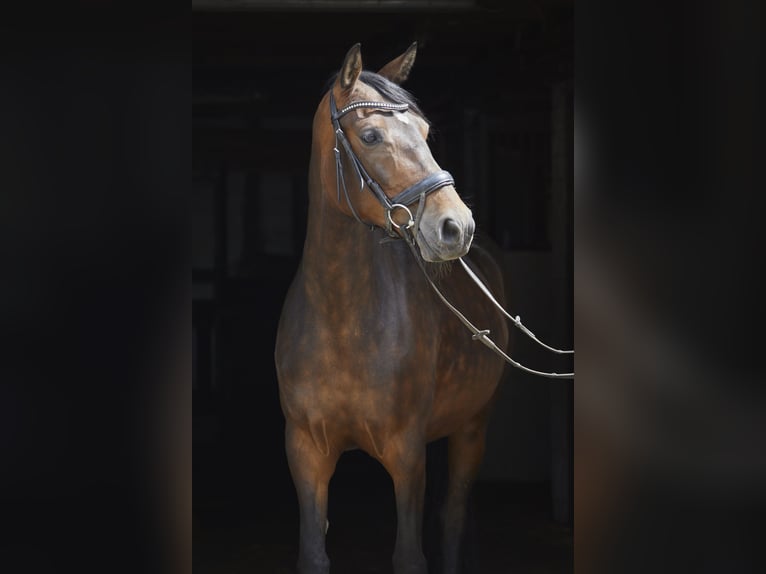 Deutsches Reitpferd Stute 8 Jahre 161 cm Dunkelbrauner in Geestland
