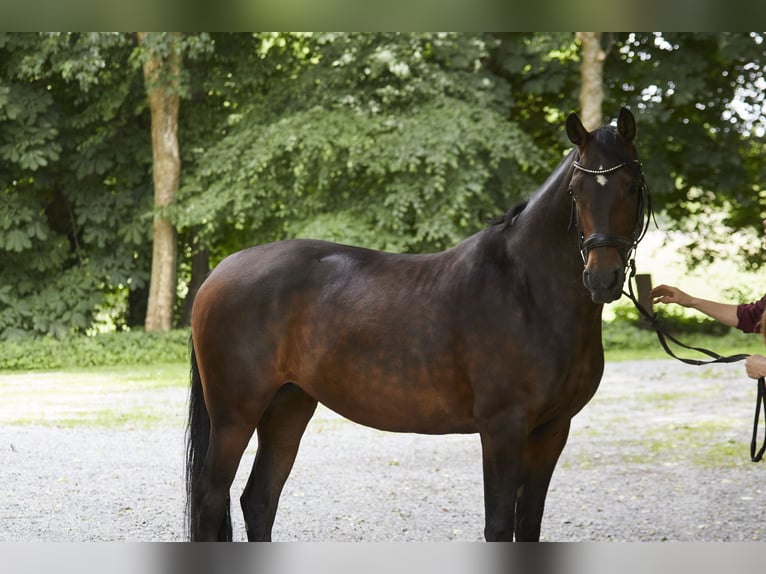 Deutsches Reitpferd Stute 8 Jahre 161 cm Dunkelbrauner in Geestland