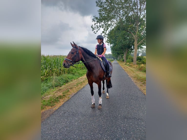 Deutsches Reitpferd Stute 8 Jahre 161 cm Dunkelbrauner in Geestland