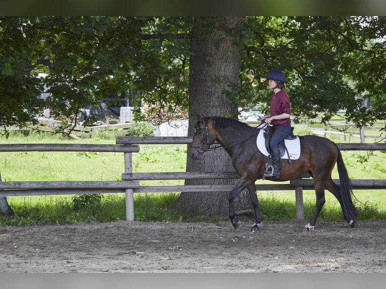 Deutsches Reitpferd Stute 8 Jahre 161 cm Dunkelbrauner in Geestland