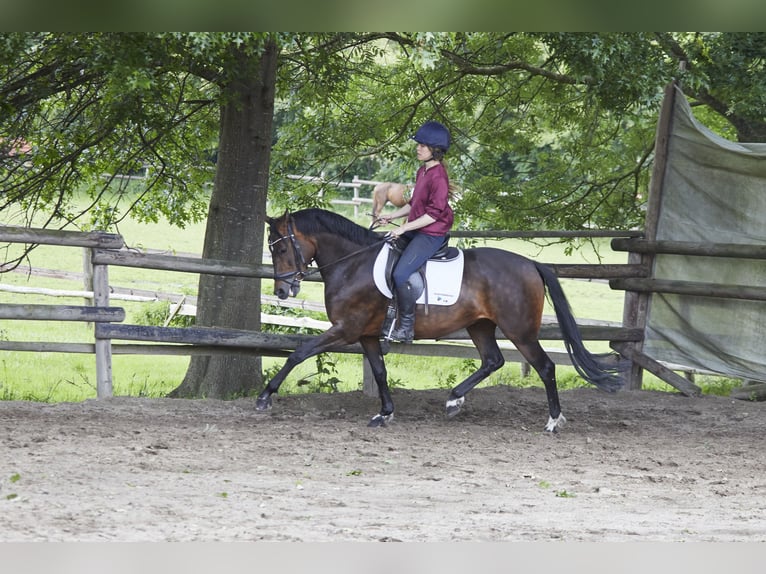 Deutsches Reitpferd Stute 8 Jahre 161 cm Dunkelbrauner in Geestland