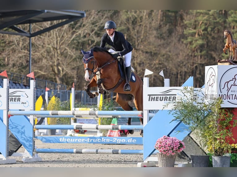 Deutsches Reitpferd Stute 8 Jahre 164 cm Brauner in Schenefeld