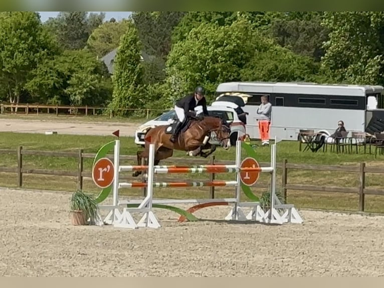 Deutsches Reitpferd Stute 8 Jahre 164 cm Brauner in Schenefeld