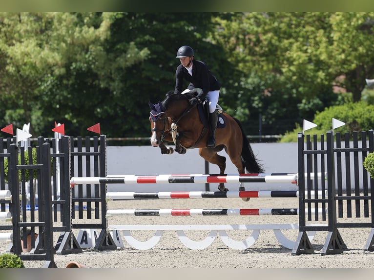 Deutsches Reitpferd Stute 8 Jahre 164 cm Brauner in Schenefeld