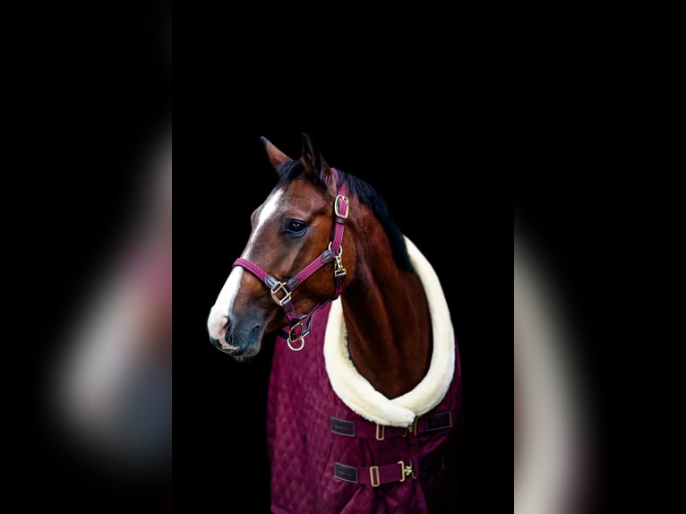 Deutsches Reitpferd Stute 8 Jahre 164 cm Brauner in Schenefeld