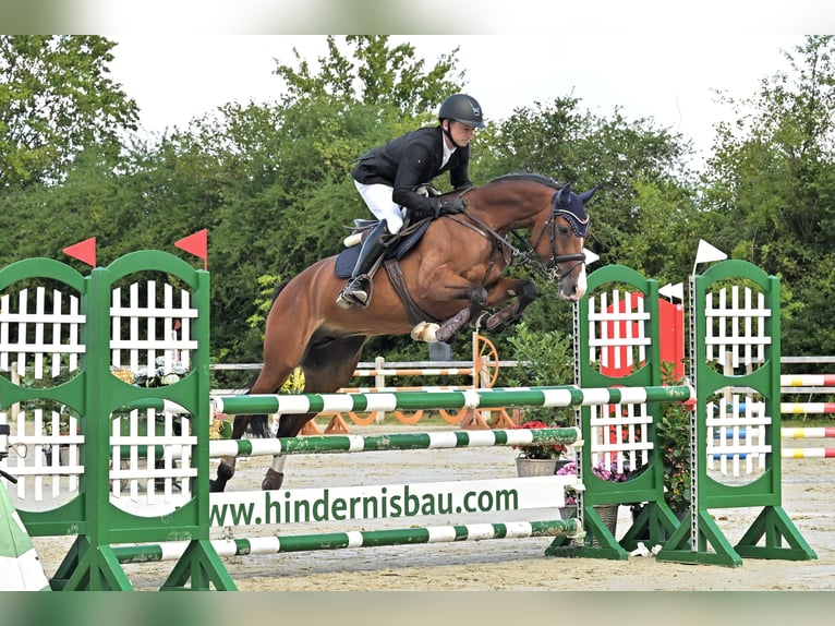 Deutsches Reitpferd Stute 8 Jahre 164 cm Brauner in Schenefeld