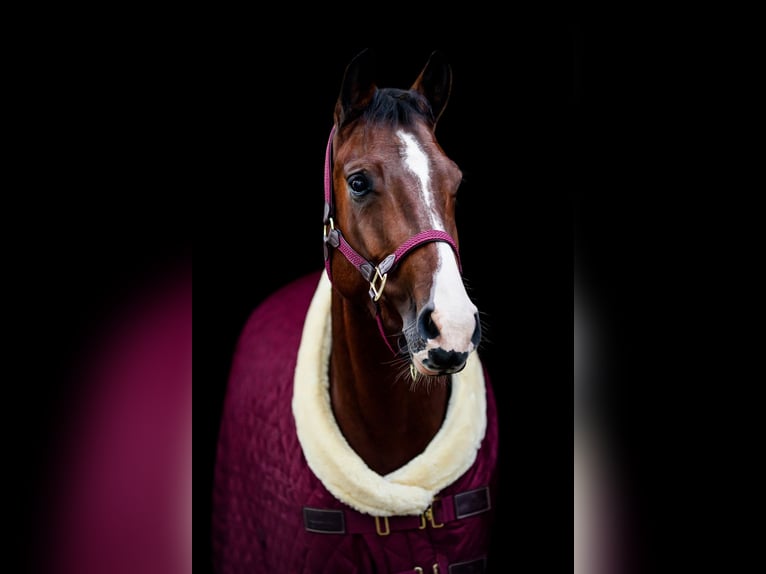 Deutsches Reitpferd Stute 8 Jahre 164 cm Brauner in Schenefeld