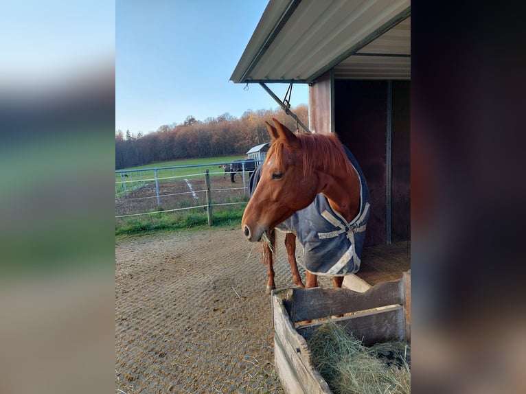 Deutsches Reitpferd Stute 8 Jahre 164 cm Fuchs in Gie&#xDF;en