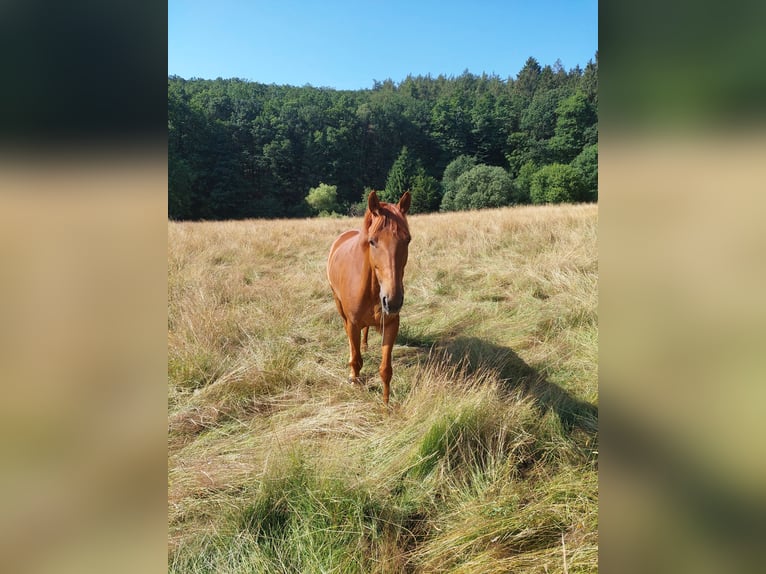 Deutsches Reitpferd Stute 8 Jahre 164 cm Fuchs in Gie&#xDF;en