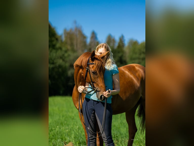 Deutsches Reitpferd Stute 8 Jahre 164 cm Fuchs in Gie&#xDF;en