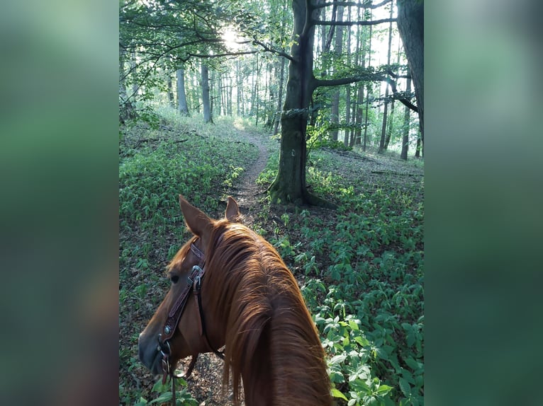 Deutsches Reitpferd Stute 8 Jahre 164 cm Fuchs in Gie&#xDF;en