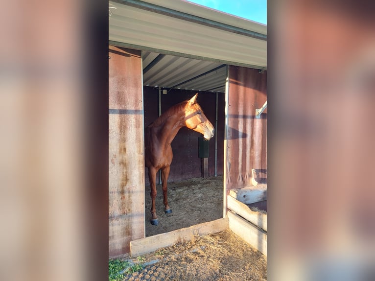 Deutsches Reitpferd Stute 8 Jahre 164 cm Fuchs in Gie&#xDF;en