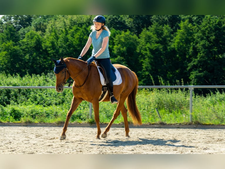 Deutsches Reitpferd Stute 8 Jahre 164 cm Fuchs in Gie&#xDF;en