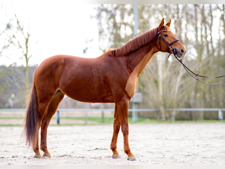 Deutsches Reitpferd Stute 8 Jahre 164 cm Fuchs in Gie&#xDF;en