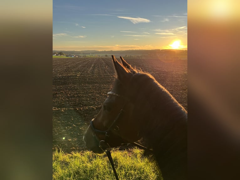 Deutsches Reitpferd Stute 8 Jahre 165 cm Brauner in Eberhardzell