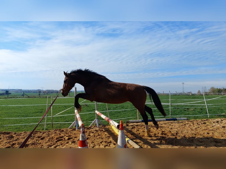 Deutsches Reitpferd Stute 8 Jahre 165 cm Brauner in D&#xF6;beln
