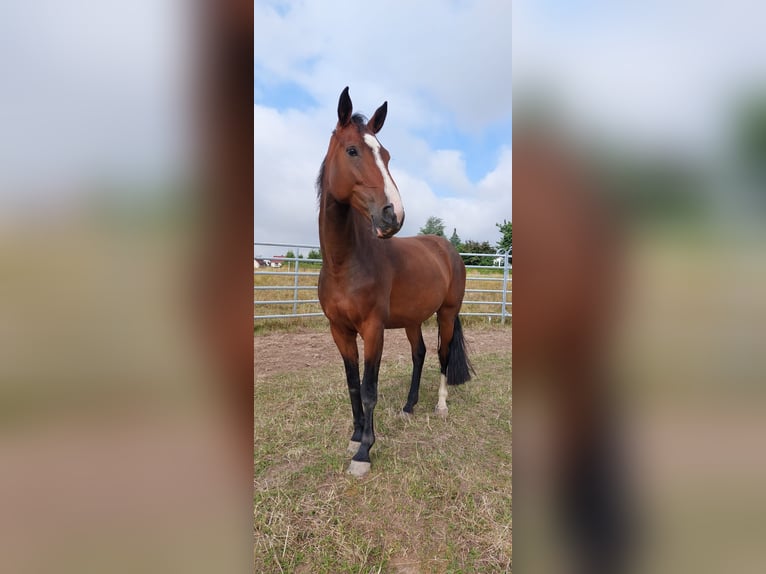 Deutsches Reitpferd Stute 8 Jahre 165 cm Brauner in D&#xF6;beln