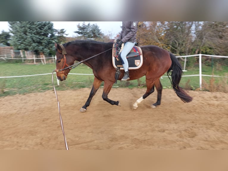 Deutsches Reitpferd Stute 8 Jahre 165 cm Brauner in D&#xF6;beln