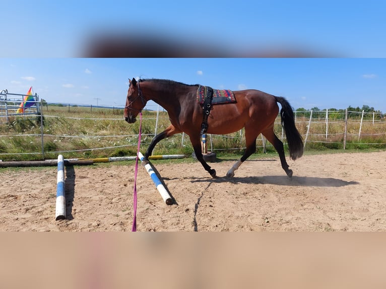 Deutsches Reitpferd Stute 8 Jahre 165 cm Brauner in D&#xF6;beln