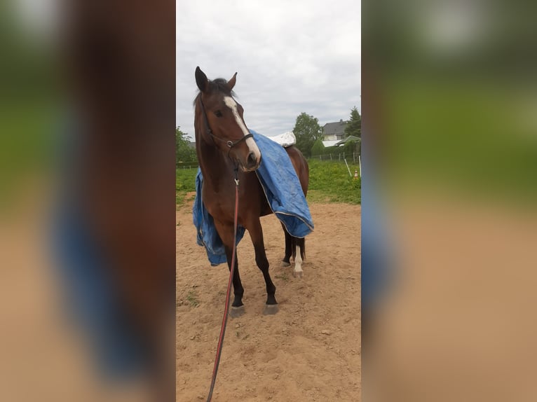 Deutsches Reitpferd Stute 8 Jahre 165 cm Brauner in D&#xF6;beln
